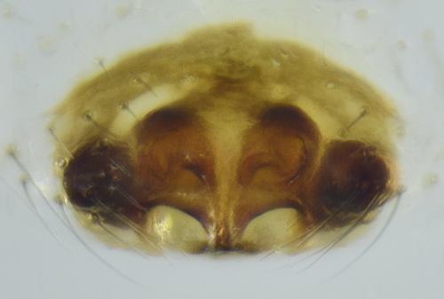 Monocephalus fuscipes